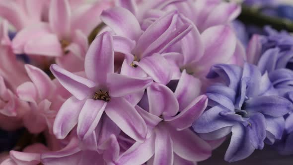 Colorful spring bulbs of Hyacinthus orientalis 4K 2160p 30fps UltraHD footage - Slow pan on pink and