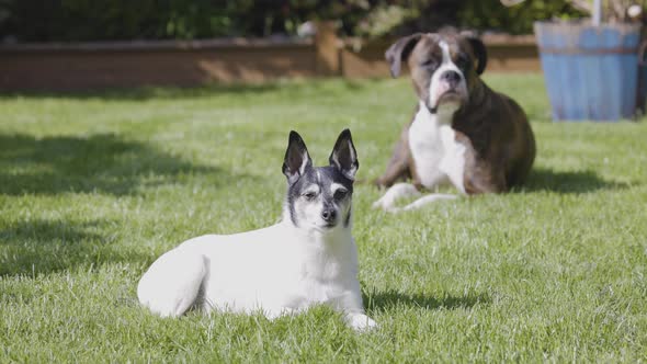 Adorable Toy Fox Terrier Dog and Boxer Relaxing on Grass Outside