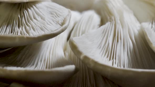 Extremely tight shot of fresh oyster mushrooms upside down so you can see the lung like look of the