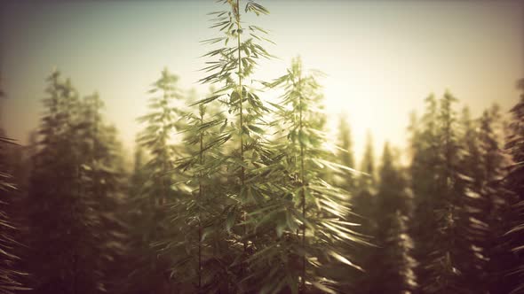 Field of Green Medial Cannabis