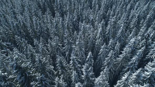 Winter Season Spruce and Pine Trees Covered with Snow. Aerial Top Down Flyover Shot of Winter Forest