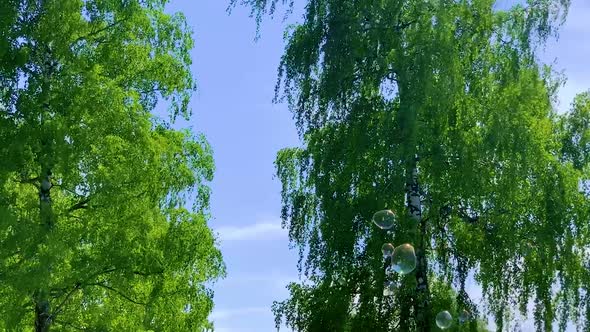 Soap Bubbles Fluing Among Spring Green Birch Trees