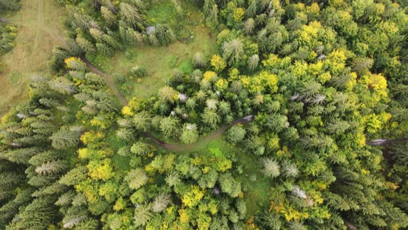 A Drone Shot of a Beautiful Green Mixed Forest in the Carpathian Mountains