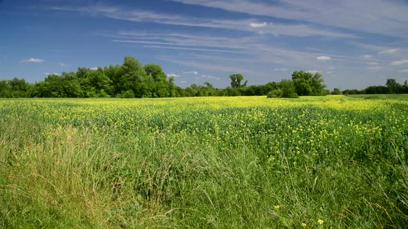 Beautiful Summer Landscape with Blooming Colza