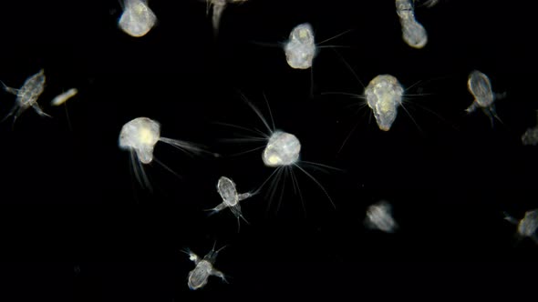 Black Sea Plankton and Zooplankton Under a Microscope, the Diversity of Species Is Both a Worm and