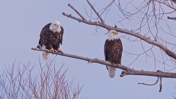 Bald Eagle pair in a tree as one turns around on a branch