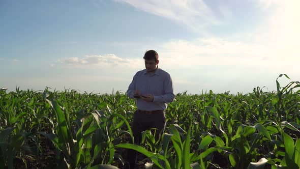 Farmer Checking Quality Control of Organic with Tablet