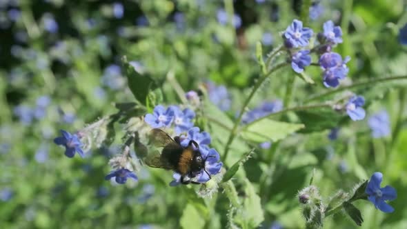 Bumble bee flying round blue forget me not flowers in slow motion