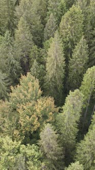 Aerial View of Trees in the Forest