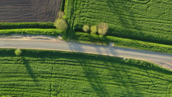 Road Among Green Fields and Meadows