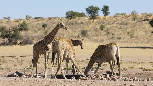 Giraffes At A Waterhole - Kalahari Desert