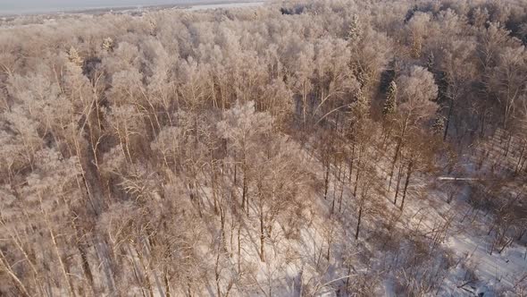 Winter Landscape with Forest.