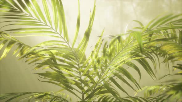 Bright Light Shining Through the Humid Misty Fog and Jungle Leaves