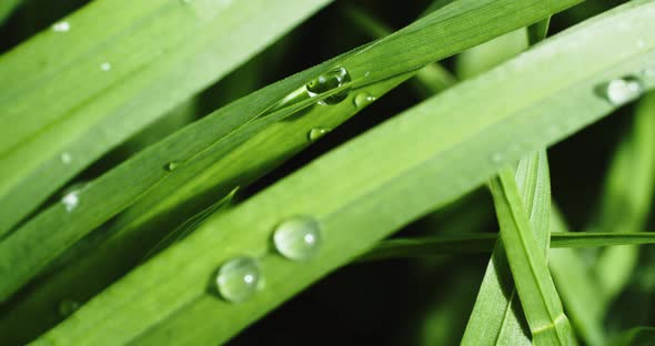 Green Grass with Dew Drops After Rain