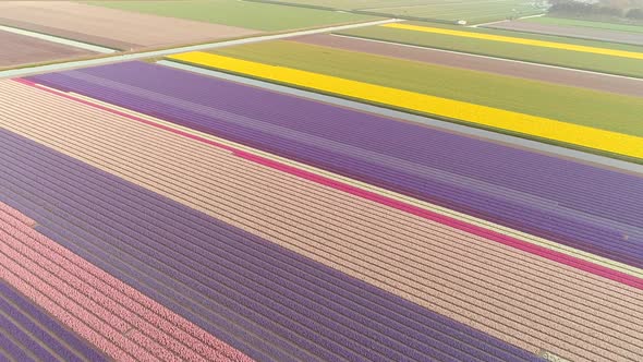 Aerial view of colorful blossoming fields of tulips in Lisse, Netherlands.