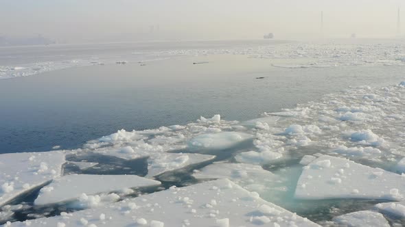 Three Individuals of the Far Eastern Seal Swim Among the Ice Floes in Winter