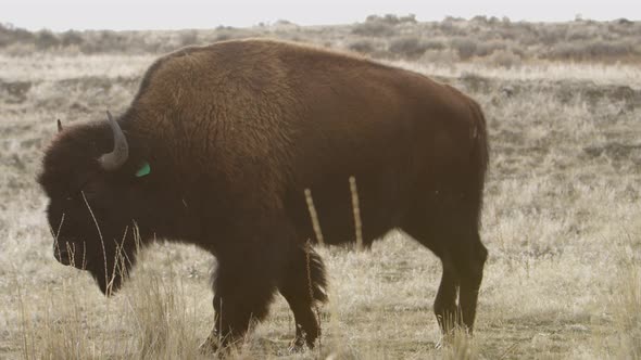 bison backlit walking and eating slomo as camera rolls by foreground
