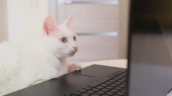 White cat with green eyes looks at a laptop monitor while lying on a sofa.
