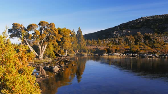 pencil pines on the shore of pine lake