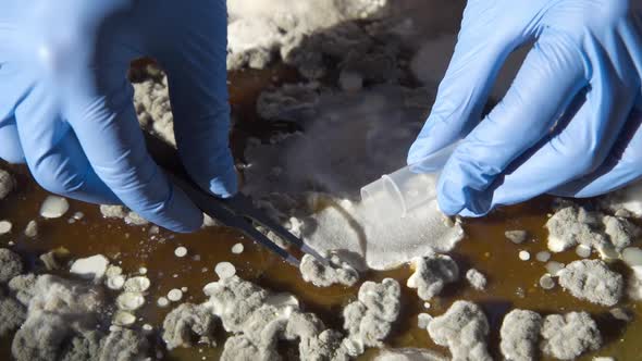 Mold for Laboratory Experiments