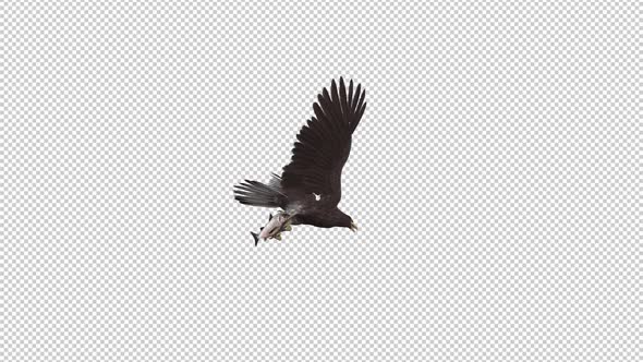 Eurasian White Tail Eagle With Fish - Flying Loop - Down Angle