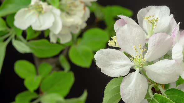 Apple Flower Blossom on Black 2