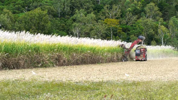 Wide Shot of a Sugar Cane Harvester and Truck Working Together