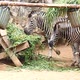 Three Zebra Eating Grass - VideoHive Item for Sale