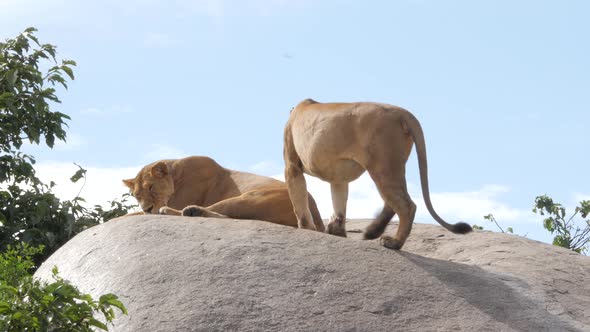 Male Lions on the rocks in Serengeti National Park Tanzania