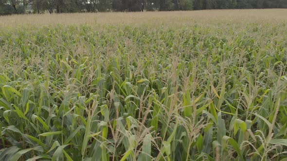 Field with Corn. Aerial. Kyiv. Ukraine