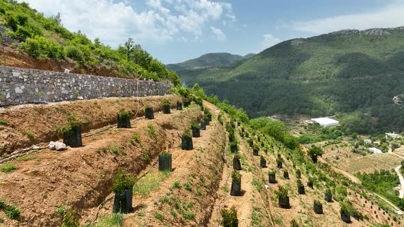 Rows of young Avocado plants, Aerial view 4 K