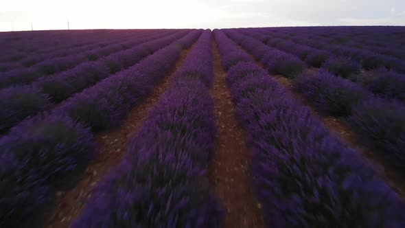 Flying straight forward one meter above lavender field in french provence in 2018 july