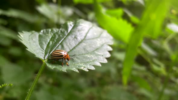 Close up of ten-striped spearman or potato beetle sitting on green leaves in nature - Leptinotarsa D