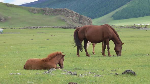 Grazing Horses on Mountain Pastures in Mongolia