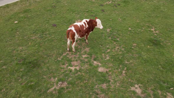 Brown spotted heifer standing in a field motionless and confused by the camera drone. Aerial tilting