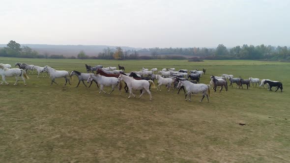 Aerial view of Lipizzaner horses on the open field in the morning