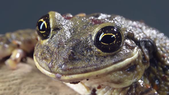 Frog Sitting on a Stone on Wooden Snag in Black Background. Close Up