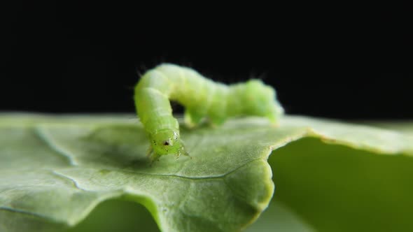 Green Caterpillar 