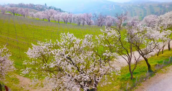 Pink Peach Trees Blossoming Near Wide Green Vineyard Field