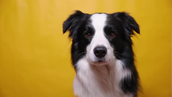 Funny Portrait of Cute Puppy Dog Border Collie Isolated on Yellow Colorful Background