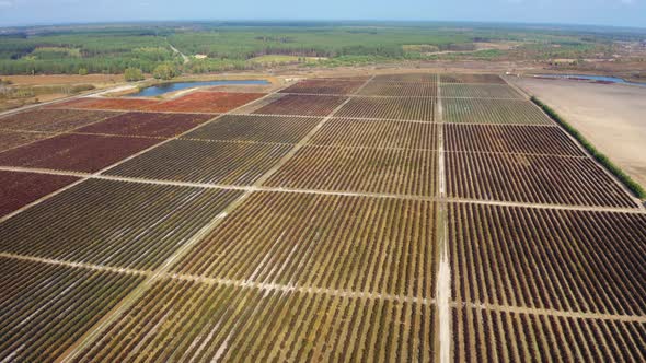 Blueberry Farms in Full Autumn. Bush Becomes Burgundy Color. Aerial Fly Over