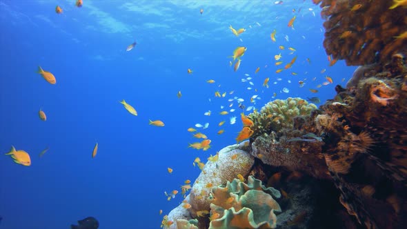 Colourful Tropical Fishes Seascape