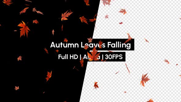 Real Autumn Leaf Leaves Falling with Alpha