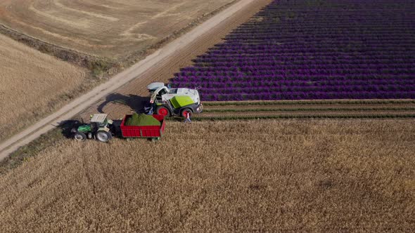 Lavender harvest seen from the air