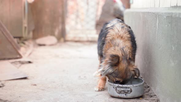 A Small Black and Brown Dog on a Leash Eats Food Greedily