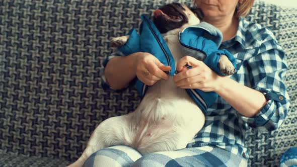 Woman mistress in the apartment puts the dog in a winter jacket and hat for a walk on Chrismas