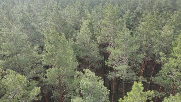 Forest Landscape Aerial View Slow Motion