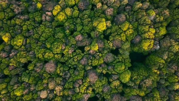 Aerial shot top view of summer green Coniferous and deciduous trees. Drone video.