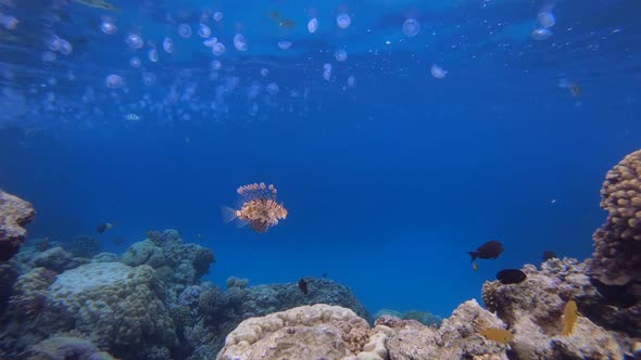 Blue Sea Jellyfish and Lionfish