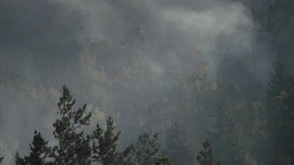 Fire in the forest. Strong fire and mist in the forest